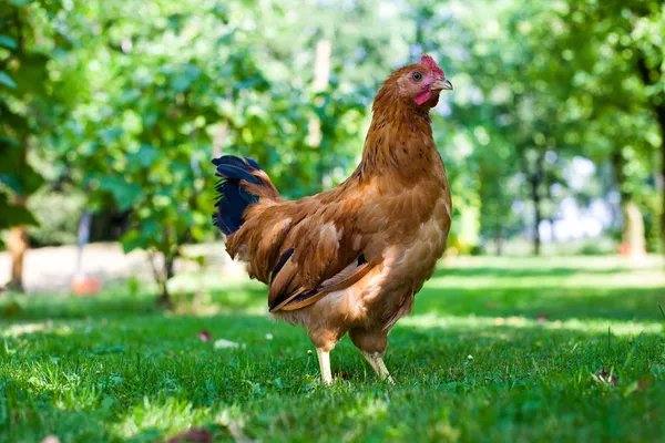 Курица на лугу — стоковое фото