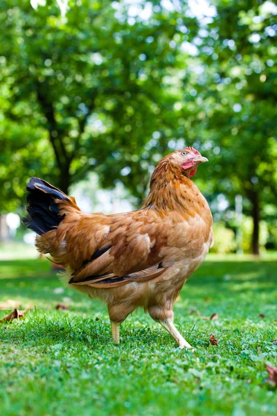 Курица на лугу — стоковое фото