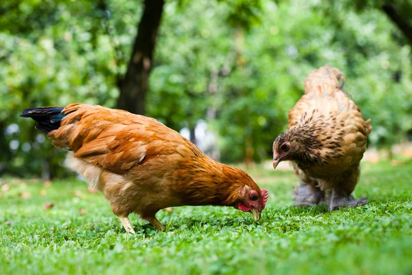 Hen in the meadow — Stock Photo, Image