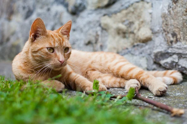 Gato no jardim — Fotografia de Stock