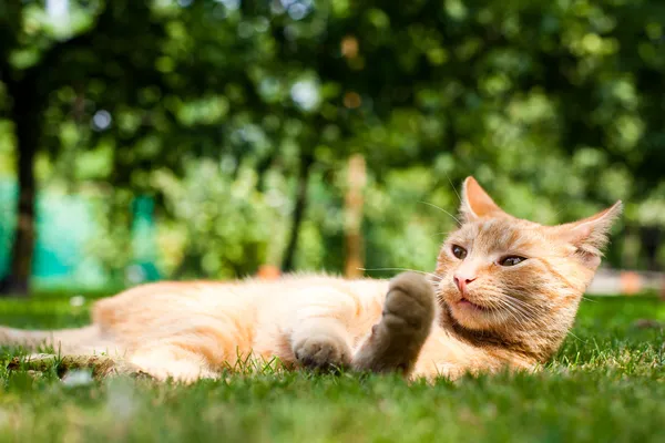 Katt i trädgården — Stockfoto