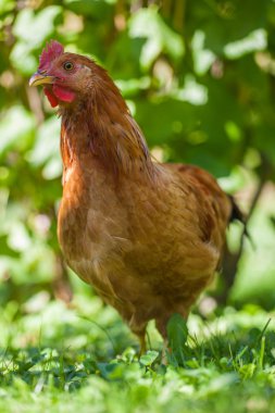 köy Bahçe çim üzerinde tavuk