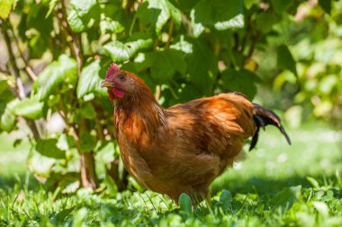 köy Bahçe çim üzerinde tavuk