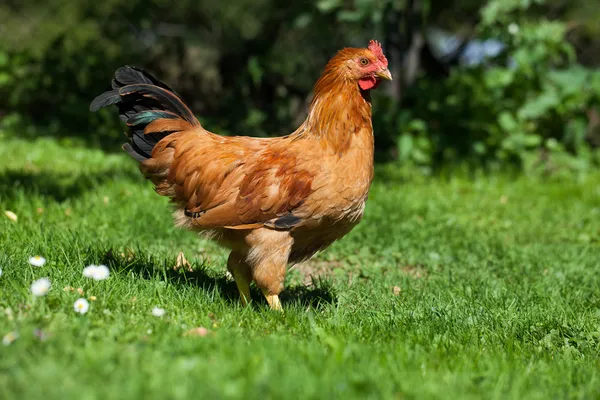 Chicken on the grass in village garden — Stock Photo, Image