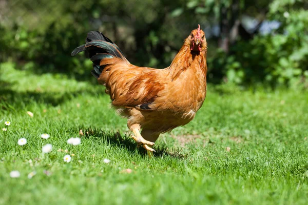 Курица на траве в сельском саду — стоковое фото