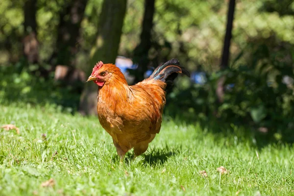 Chicken on the grass in village garden — Stock Photo, Image