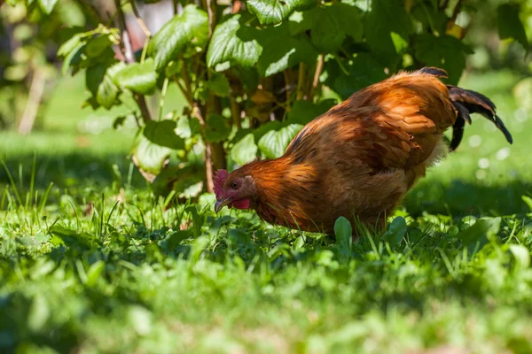 Kyckling på gräset i byn trädgård — Stockfoto
