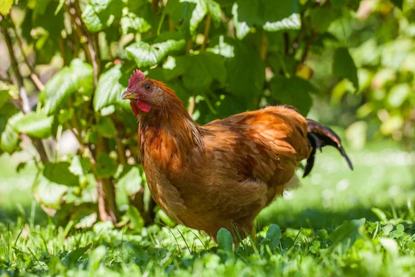 Kyckling på gräset i byn trädgård — Stockfoto