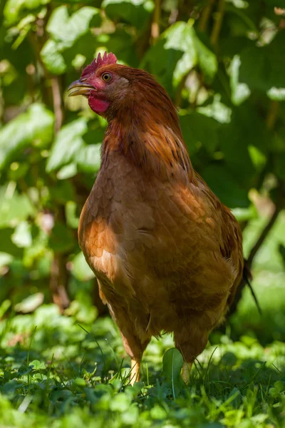 Kyckling på gräset i byn trädgård — Stockfoto