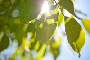 arka plan bahar genç yapraklar