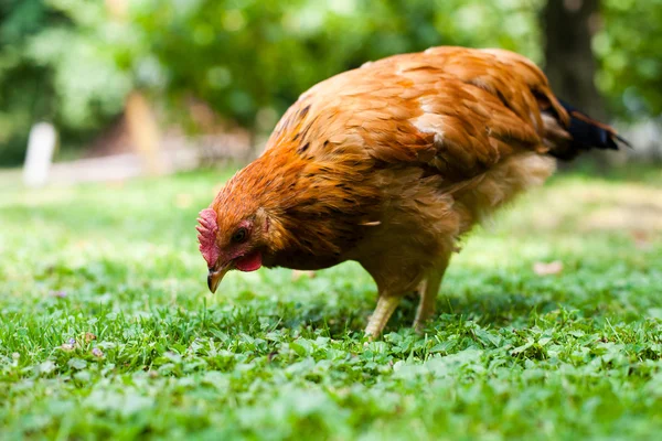 Kyckling på gräset — Stockfoto