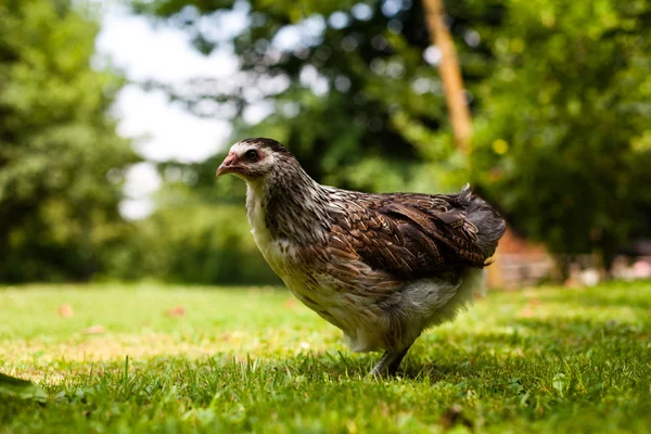 Kyckling på gräset — Stockfoto