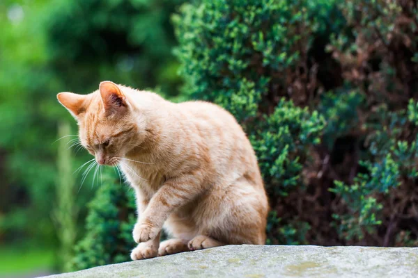 정원에 있는 고양이 — 스톡 사진