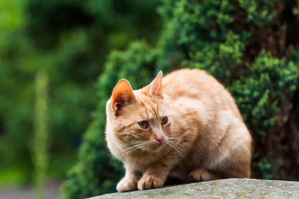 Gato no jardim — Fotografia de Stock