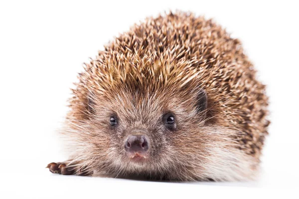 Wild hedgehog isolated on white — Stock Photo, Image