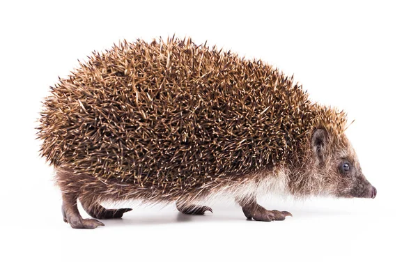 Wild hedgehog isolated on white — Stock Photo, Image