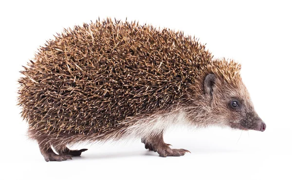 Wild hedgehog isolated on white — Stock Photo, Image