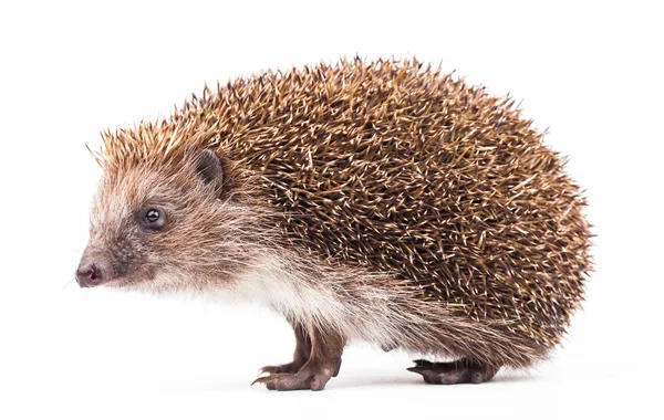 Wild hedgehog isolated on white — Stock Photo, Image