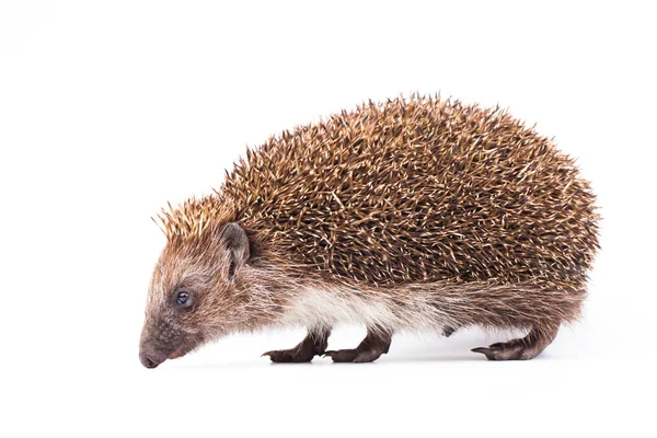 Wild hedgehog isolated on white — Stock Photo, Image