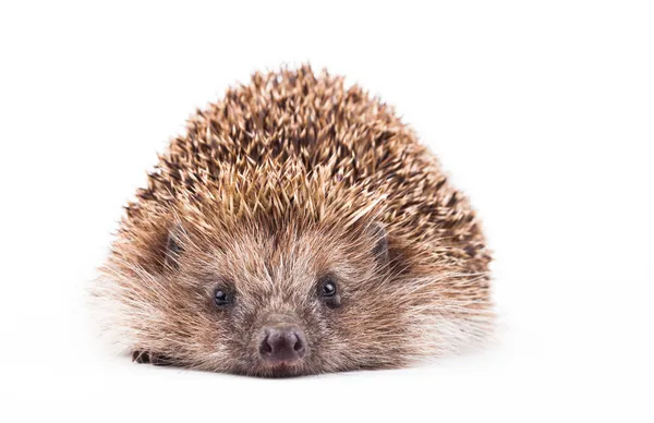 Wild hedgehog isolated on white — Stock Photo, Image