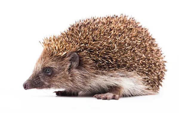 Wild hedgehog isolated on white — Stock Photo, Image