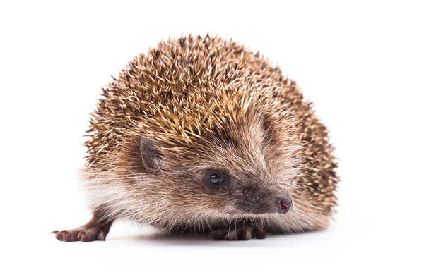 Wild hedgehog isolated on white — Stock Photo, Image