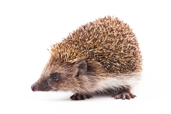 Wild hedgehog isolated on white — Stock Photo, Image