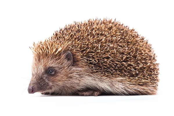 Wild hedgehog isolated on white — Stock Photo, Image