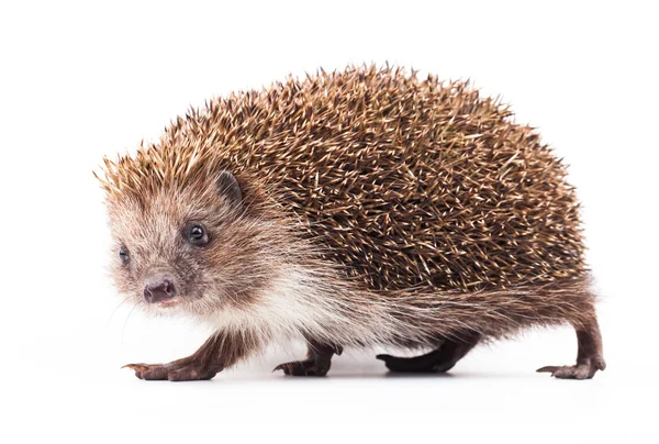 Wild hedgehog isolated on white — Stock Photo, Image