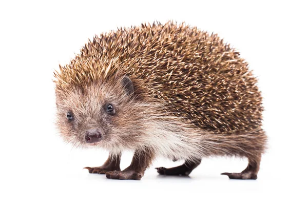 Wild hedgehog isolated on white — Stock Photo, Image