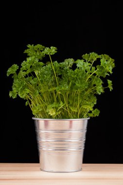 Metalik bir tencerede taze yeşil bitki