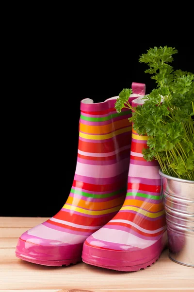 Rubberen laarzen en plant in een pot — Stockfoto