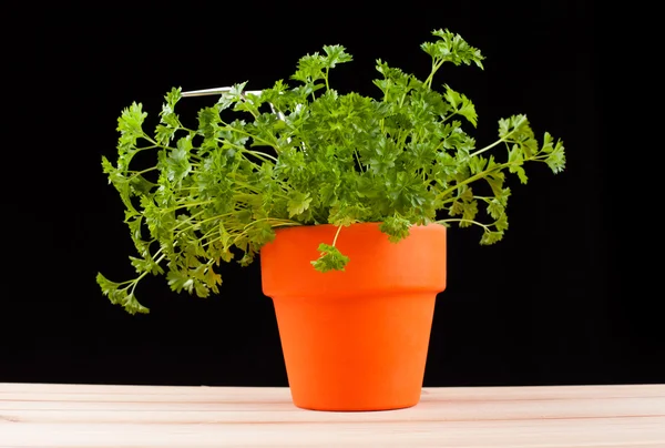 Planta verde fresca em um pote — Fotografia de Stock