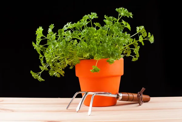 Verse groene plant in een pot — Stockfoto