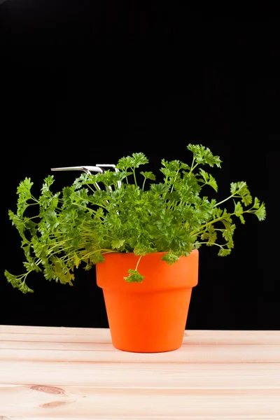 Planta verde fresca em um pote — Fotografia de Stock