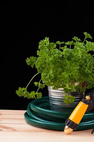 Verse groene plant in een metalen pot en tuinslang — Stockfoto