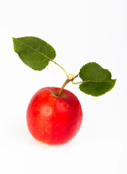 リンゴの果実 — ストック写真