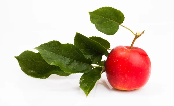 Frutas de manzana — Foto de Stock