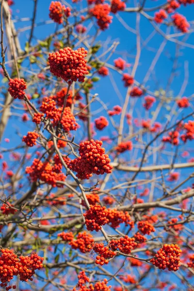 Herbstliche Beeren und blauer Himmel — Stockfoto