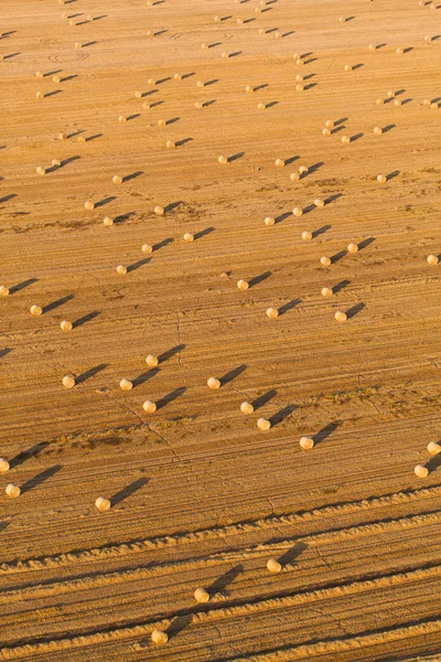 Oogst veld — Stockfoto