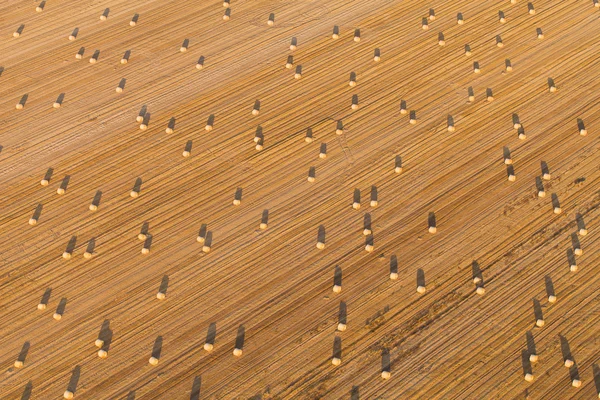 Harvest field — Stock Photo, Image