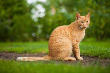 Bahçedeki kedi