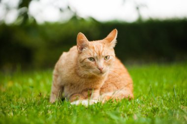 Bahçedeki kedi