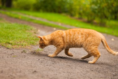 kedi fareyi kovalayan bahçe içinde