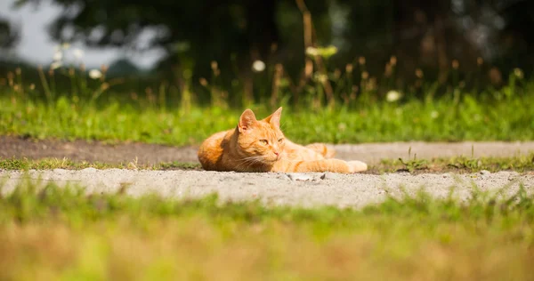 Gato no jardim — Fotografia de Stock