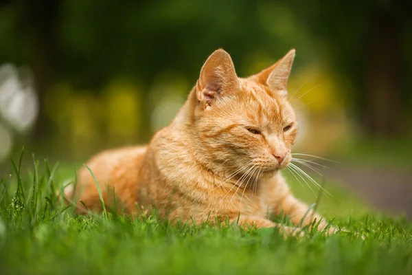 Gato no jardim — Fotografia de Stock