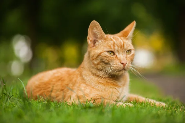 Gato en el jardín — Foto de Stock