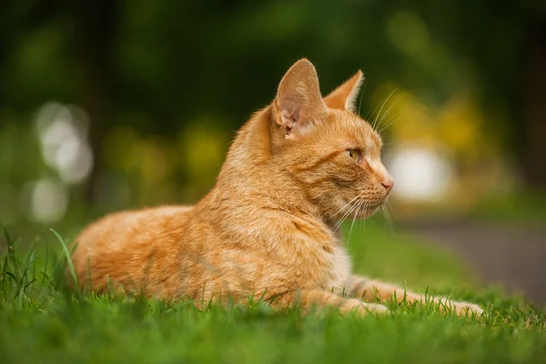 Kucing di taman — Stok Foto