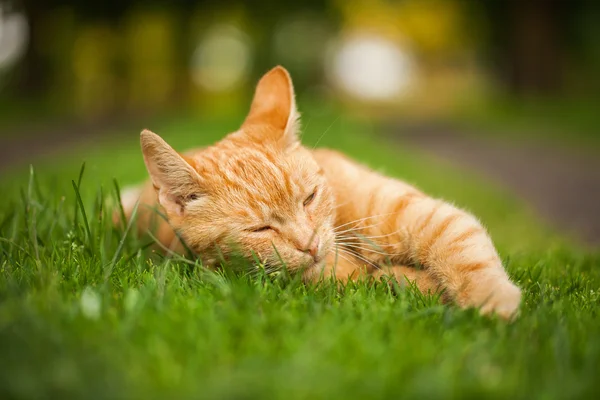 Gato no jardim — Fotografia de Stock