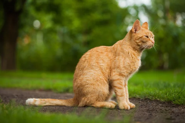 Gato en el jardín — Foto de Stock